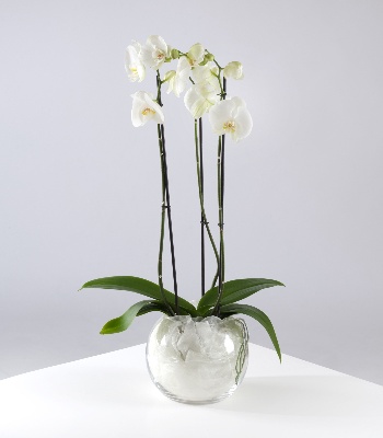 Orchid Plant